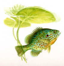 Load image into Gallery viewer, A Fish Guide to Freshwater Fishes of Ontario