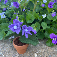 Load image into Gallery viewer, Violet Felt Forever Flower (February Birth Month Flower)
