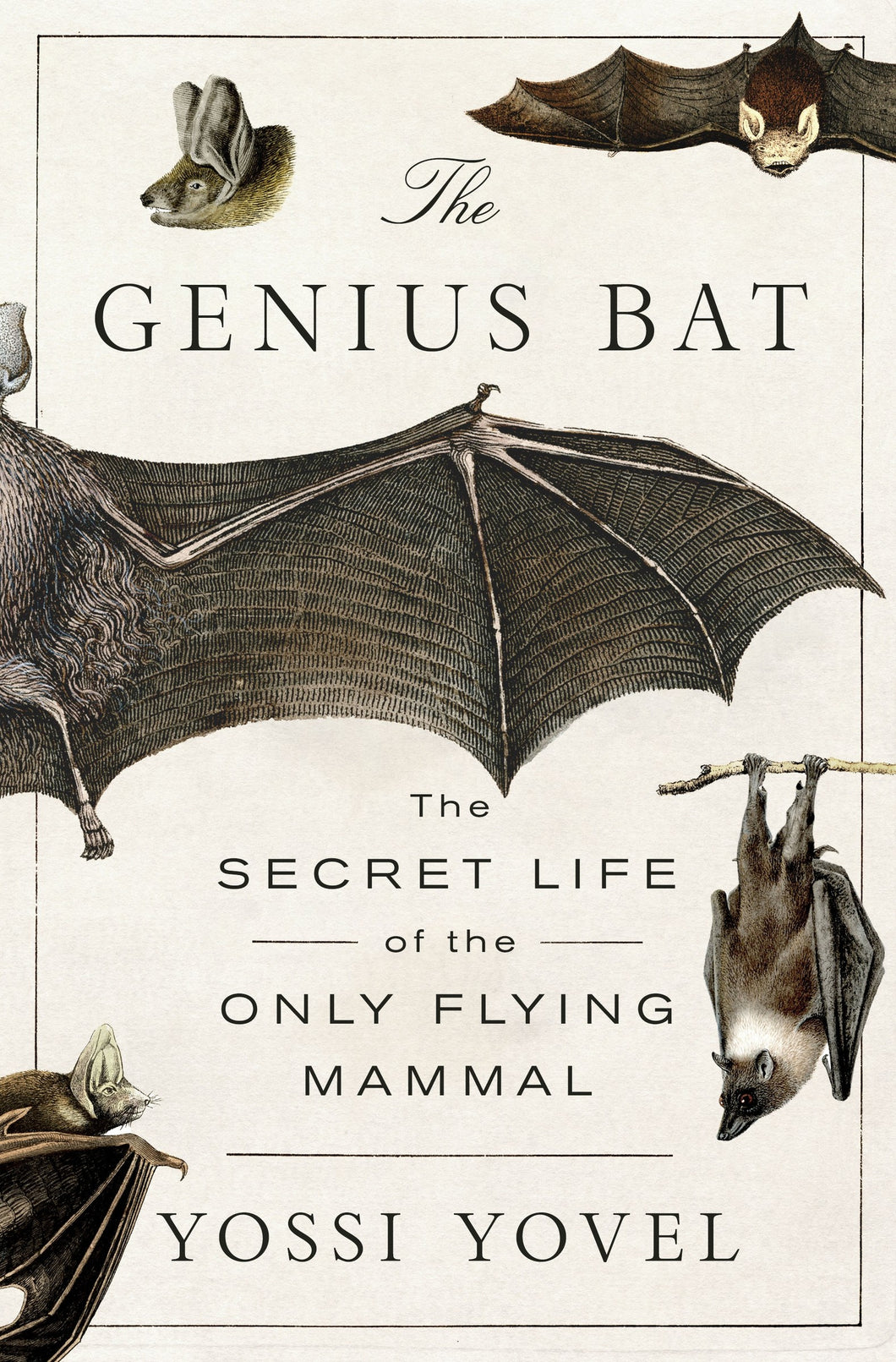 The Genius Bat