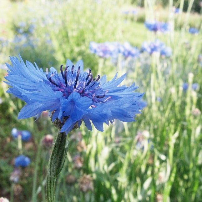Seed Packages Root Cellar Gardens